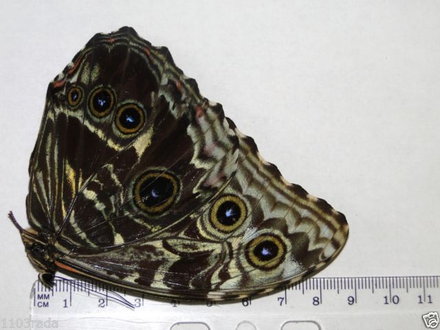 Morpho deidamia (verso, unmounted, mosaic gynandromorph) 2 (Internet Image property of respective owner, non-commercial use only)